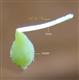  Pistil